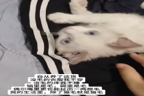 养了一年猫感觉嘴里都是猫毛 养猫人不语只是一味的共鸣