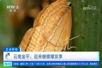 奇观再现 云南蝴蝶提前大爆发 生态盛景空前