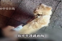 女子遛狗不牵绳被男子踢后怒怼：我以后天天在这遛狗堵你，你等着