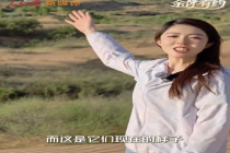 中国人让毛乌素荒沙变林海 绿色奇迹再现