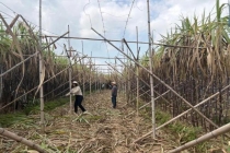 南方甘蔗1元一根北方甘蔗18元半根 价格落差引关注