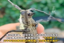 昆虫学家辟谣一只鹿角天牛58万：太荒唐了，天牛并没有稀有到这种程度，全球多得不像样