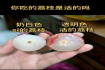 果农辟谣乳白色荔枝是“死荔枝” 品种决定透明度