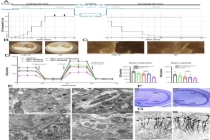 人类首次成功“重启”小鼠冷冻大脑 神经功能恢复如常