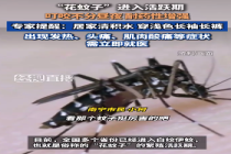 “花蚊子”进入活跃期叮咬不分昼夜 专家提醒：居家清积水，外出穿浅色长袖长裤