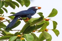 校长回信拒拆鸟巢 学生回应：支持 生命教育课引发热议