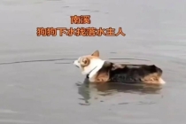 男子为狗捡玩具被江水卷走身亡 宠物忠诚守候至终