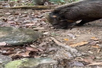 野猪会找笋为主人每年创收12万 行走的挖笋雷达