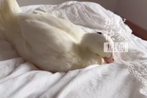 两男子偷吃公园一只鸭子被拘5天 警方回应