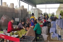 新型冰温物理保鲜技术”让农民告别“增产不增收