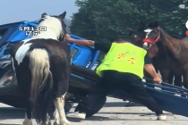 三轮车拴四匹马 车被“大卸八块”