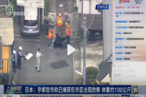 日本熊出没致学校停课 目前黑熊已被捕获