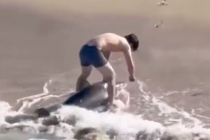 美国男子救下被鱼线缠住的搁浅鲨鱼