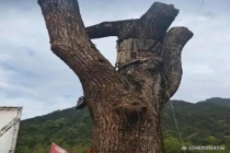 浙江600年古树被毁谁来担责 领导批示引发争议