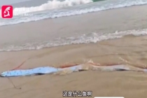 海南一沙滩出现搁浅的巨型皇带鱼：目测至少3米长 很难拖动