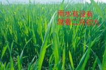 “雨水有没有，就看二月初九”，二月初九有啥预兆？