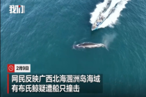 涠洲岛20余艘观鲸船围堵鲸鱼 人类追逐与围观的反思