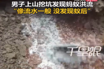 男子种树挖到蚁窝如洪流涌出