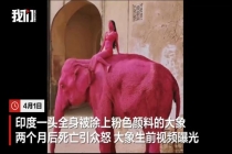 印度65岁大象死亡 生前被涂粉色颜料 摄影师行为引争议