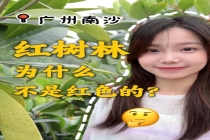 红树林为什么不是红色的 单宁的秘密