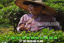 95岁奶奶上山采茶中气十足：餐餐要吃肉 天天要运动