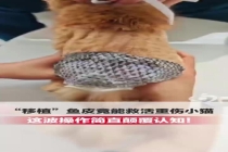 给重伤猫移植鱼皮能救命？兽医揭秘 冷门治愈黑科技