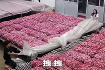 两小孩护住了一家人的一年 网友：小小的年纪大大的担当！