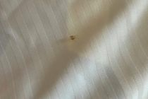 三亚游泳耳朵里爬出了螃蟹 全网调侃：厚礼蟹