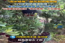 “泡水杨梅”被曝光后 杨梅滞留树上70岁奶奶崩溃哭