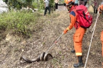 男子上山扫墓惊醒20斤重蟒蛇 清明时节需警惕蛇出没