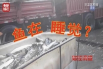 央视曝活鱼被人为麻醉乱象 三无麻药隐患重重
