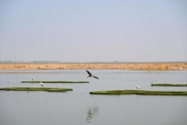 极危物种青头潜鸭全球首次野化放飞 十年探索终见成效