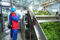 上门问诊用电需求 国网成都供电为春茶生产“充满电”