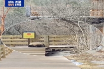 大熊猫重返九寨沟景区 生态恢复见证