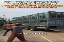 女子联合朋友从屠宰场解救1950头小乳猪，小乳猪将送沈阳由专人喂养，自然老去 善举引发热议