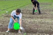 在平台上可下单租用菜地？盒马回应：已上线菜园租用服务，包含一年菜园使用权与园内收成