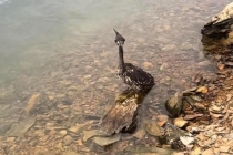 世界上最神秘的鸟在千岛湖被网缠住 罕见海南鳽获救