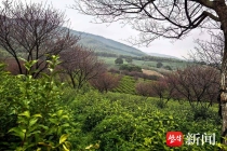 江苏春茶全面开采，品质产量双提升！碧螺春普通人何时入手？