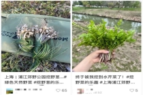 上海多人吃春菜被紧急送医 误食有毒野菜需警惕