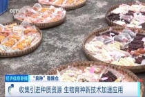 中国粮用上中国种 科技创新助力种业发展