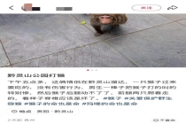 公园回应情侣用棍棒殴打猴子 景区全力搜寻受伤猴