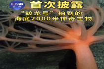 蛟龙号在海底2000米看到了啥？