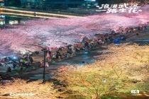 春日顶流！武汉樱花雨浪漫出圈 粉色狂欢席卷全城