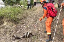 男子扫墓发现“黑色巨物”在动 蟒蛇惊现墓地