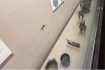 台北故宫博物院展柜出现蚂蚁 馆方急回应