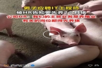 男子应聘程序员被要求先养猪 引发网友热议