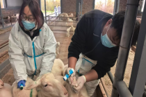 西职院青年团队打通基因育种“最后一公里”