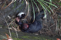 男子醉酒骑车坠入深沟次日才被发现 路人报警求助