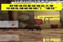 生态环境部回应“野猪频繁进城” 寻求和谐共处之道