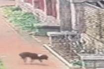 在家遭带狂犬病流浪狗咬伤女子发声 家门未关严致悲剧